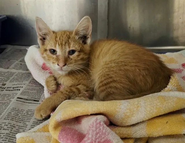 Adoptable Cat