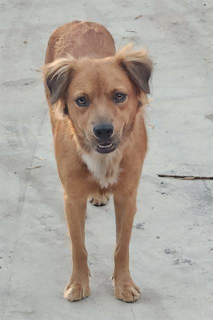 Penelope