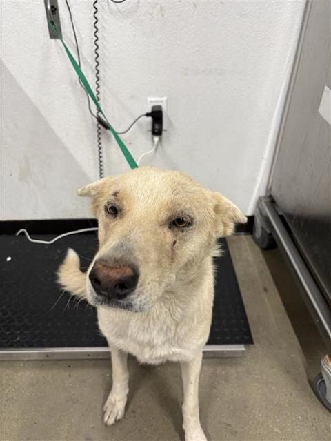 Adoptable Dog