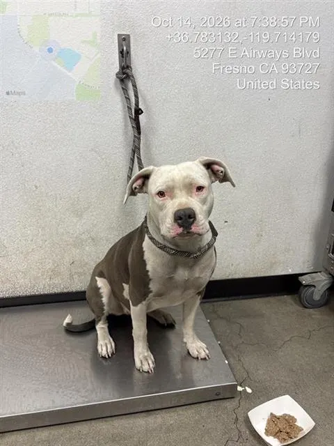Adoptable Dog