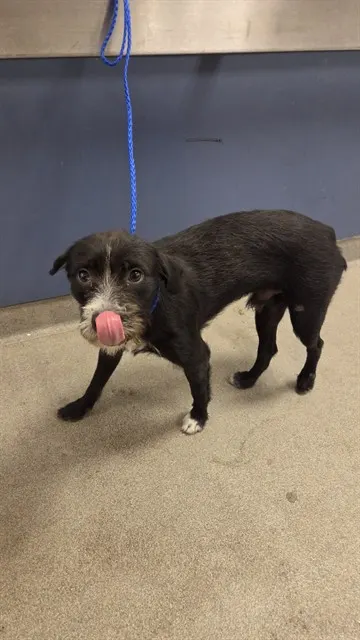Jet