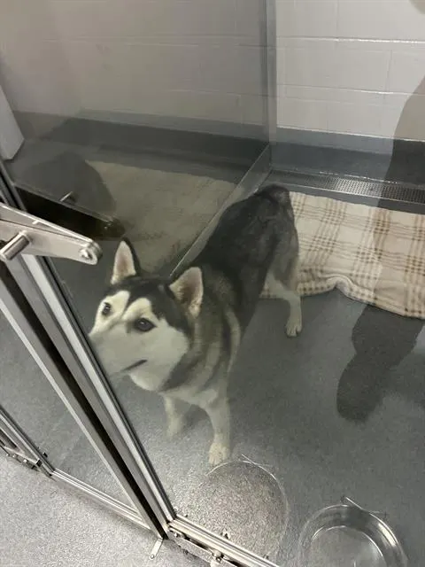 Tundra