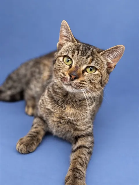 Adoptable Cat