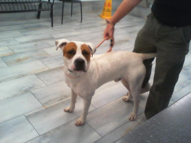 Adoptable Dog