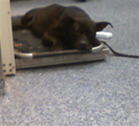 Adoptable Dog