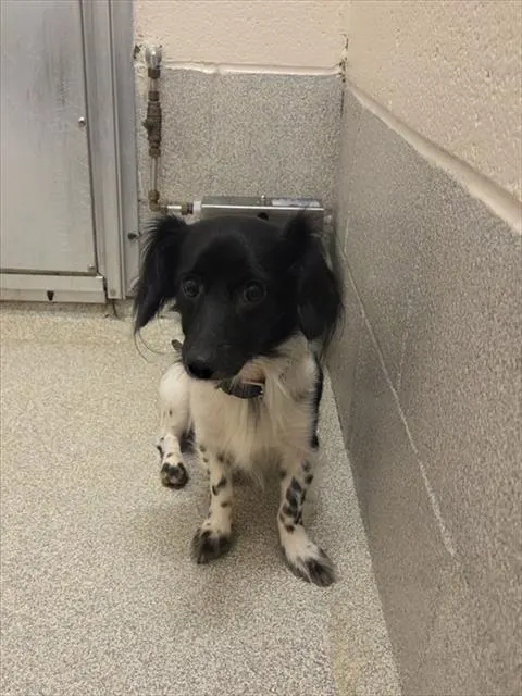 Max