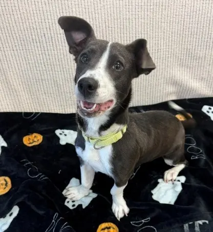 Marlowe