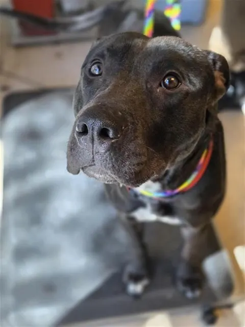 Adoptable Dog