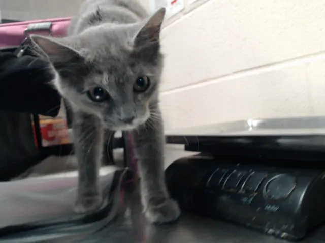 Adoptable Cat