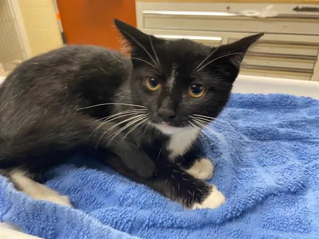 Adoptable Cat