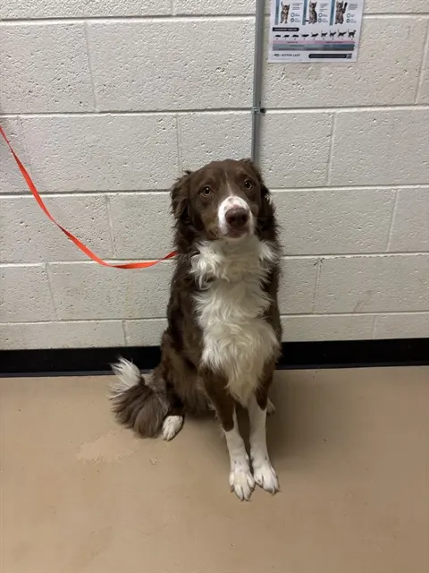 Adoptable Dog