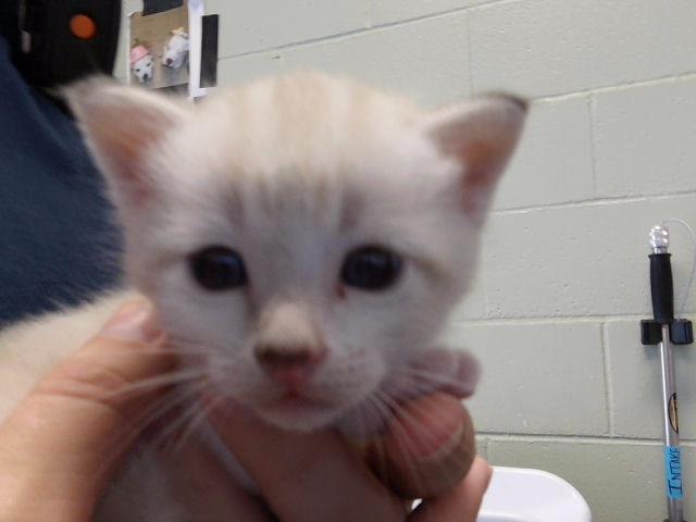 Marshmellow