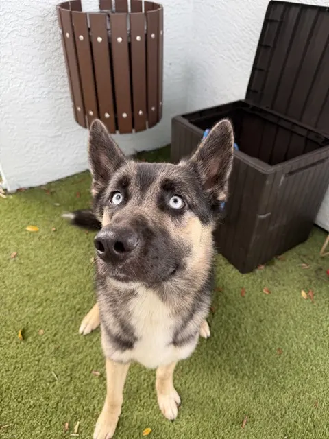 Shelter Staff Named Me *Rowan