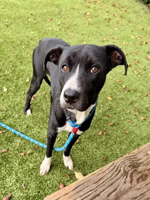 Shelter Staff Named Me *Casper