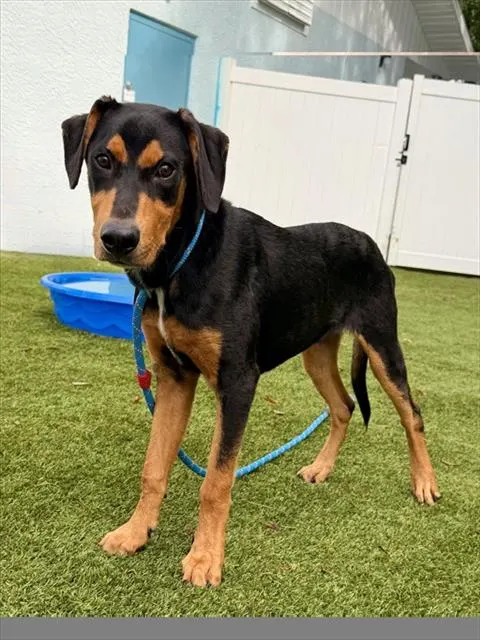 Shelter Staff Named Me *Waylon