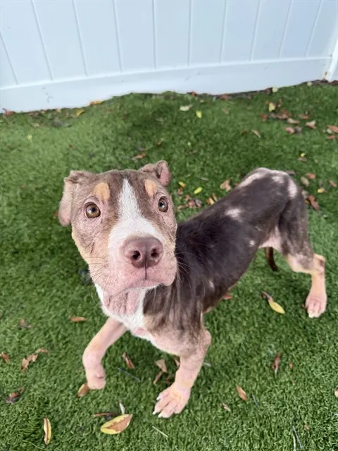 Shelter Staff Named Me *Kiwi