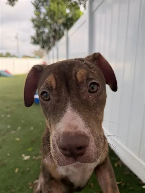 Shelter Staff Named Me *Plum