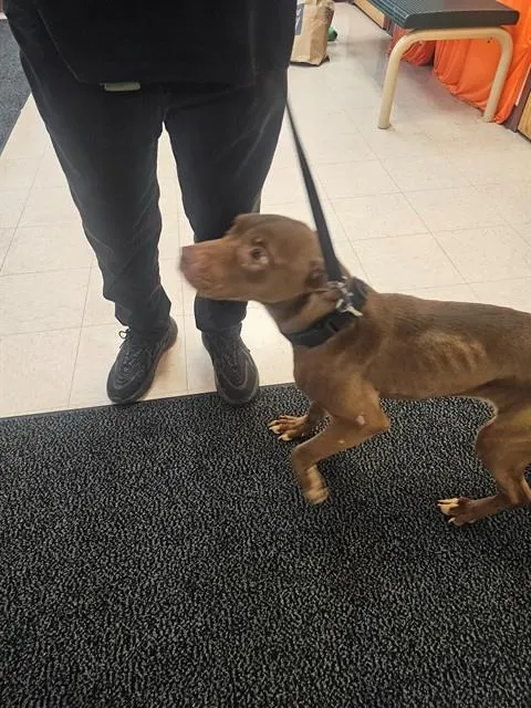 Mocha