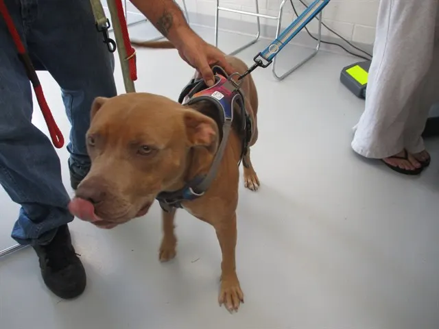 Adoptable Dog