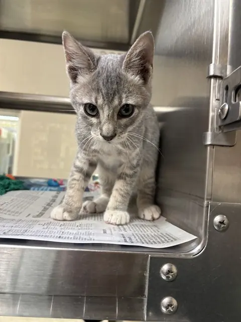 Mittens