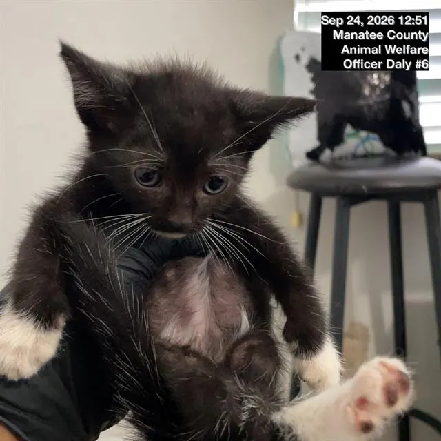 Adoptable Cat