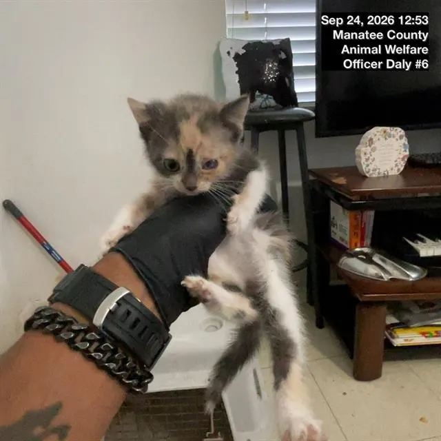 Adoptable Cat