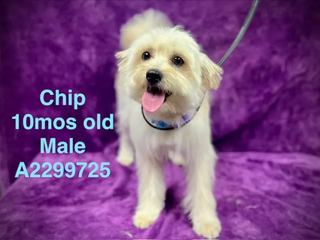 Chip