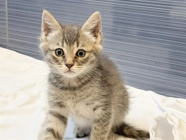 Tofu