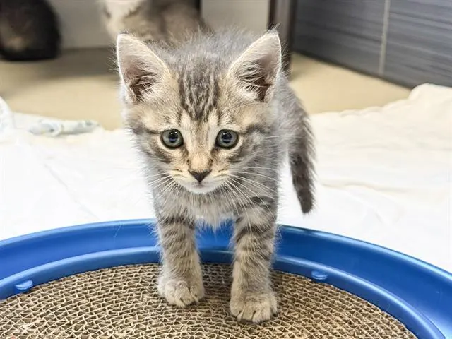 Miso