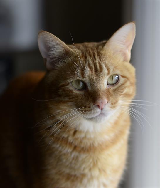 Axel