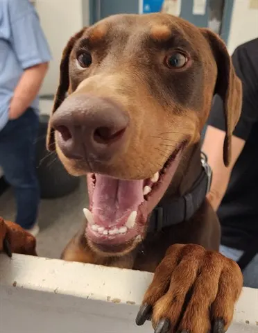 Dobie