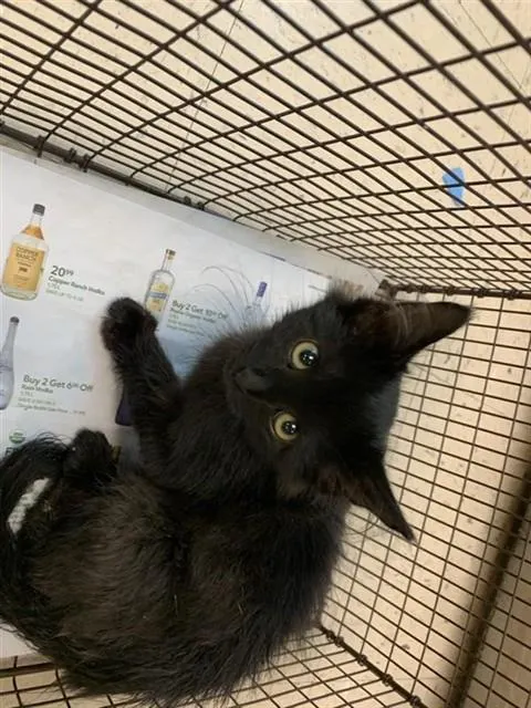 Adoptable Cat