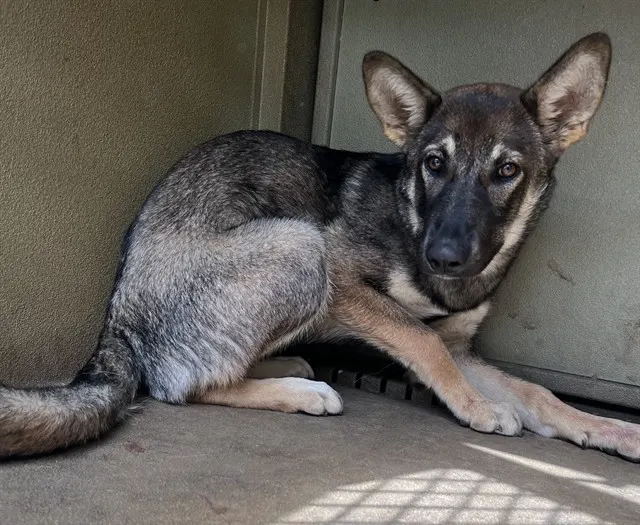 Adoptable Dog