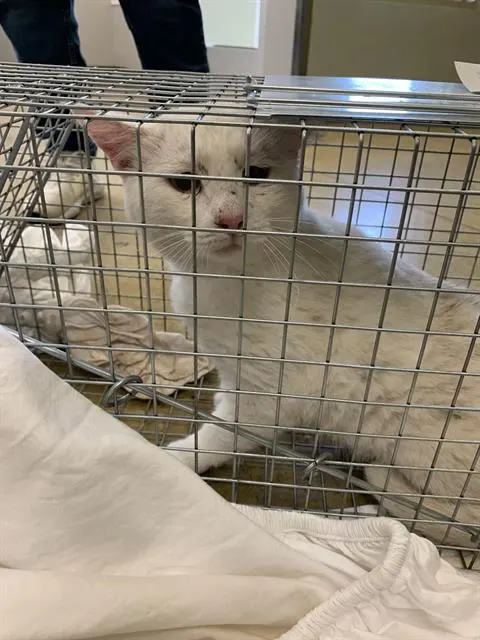Adoptable Cat