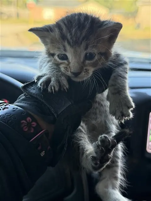 Adoptable Cat
