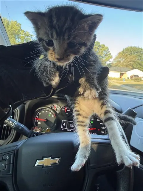 Adoptable Cat