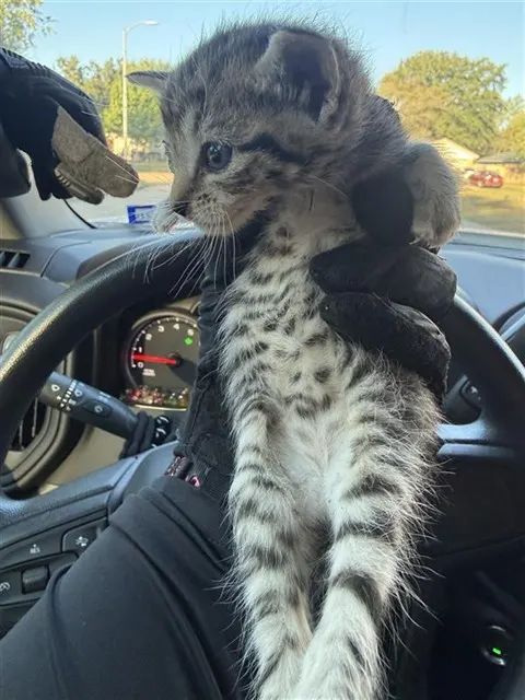 Adoptable Cat