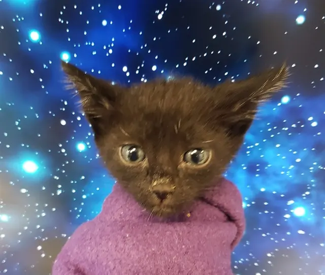 Elfie