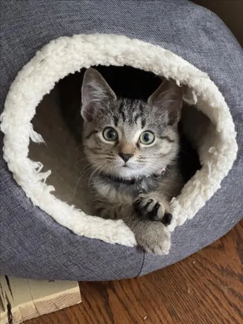 Dolly Purrton
