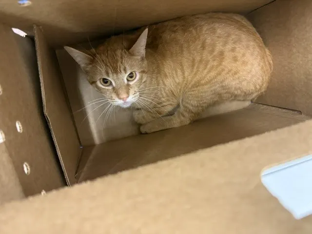 Leo
