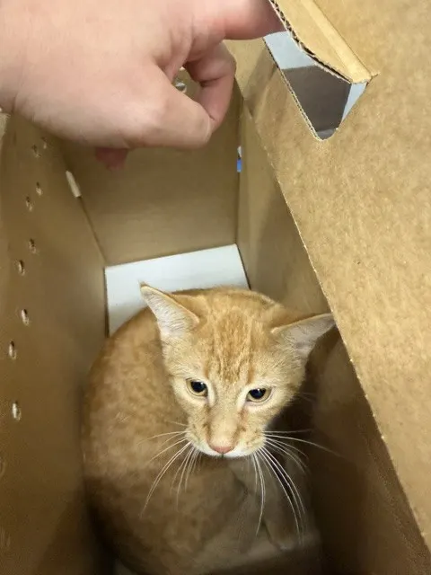 Canelo