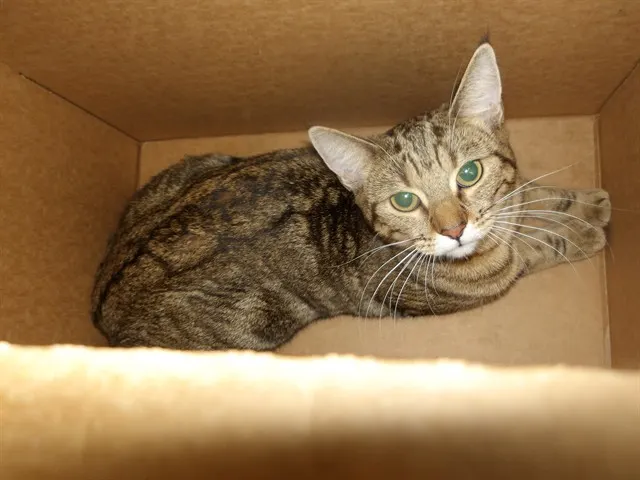 Adoptable Cat