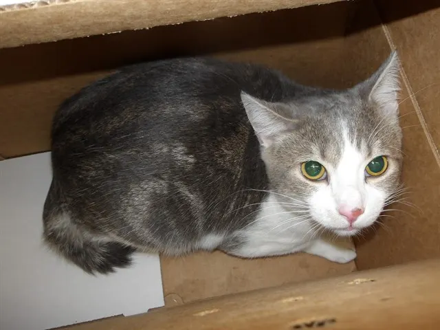 Adoptable Cat