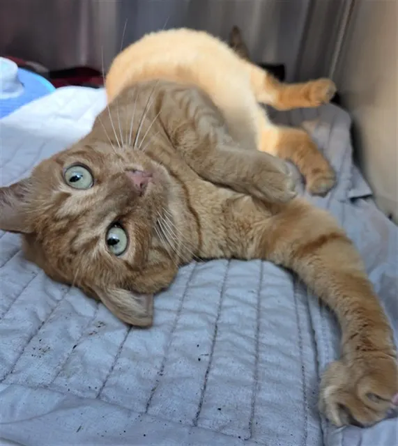 *Ginger