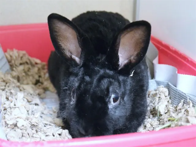 Bunny