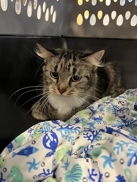 Adoptable Cat
