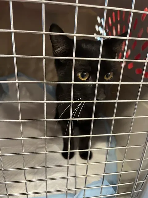 Adoptable Cat