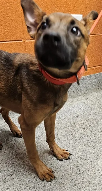 Nutmeg