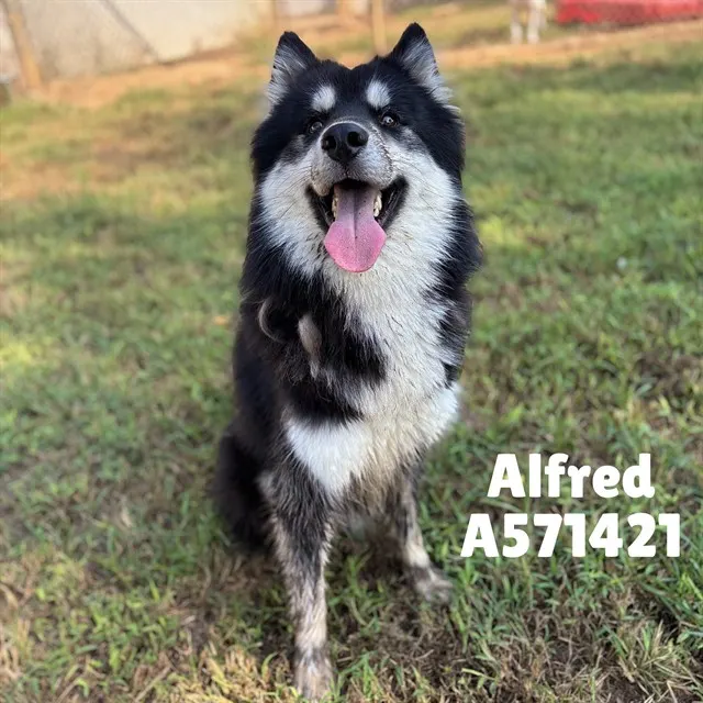 Alfred