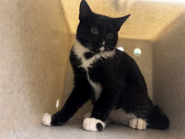 Adoptable Cat